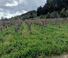 Alaçatı Merkeze 1 km Mesafede kiralık tarla ve villa