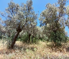 Bayındır Kızıloba 630 m2 Satılık Zeytinlik Bayındır Kızıloba 630 m2 Satılık Zeytinlik