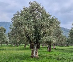 Bayındır Turan Çiçek OSB Yakını Satılık Zeytinlik
